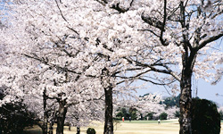 桜満開の各ホール