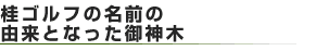 桂ゴルフの名前の由来となった御神木