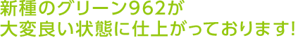 新種のグリーン962が大変良い状態に仕上がっております！