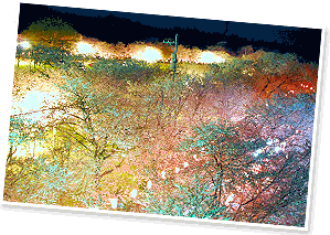 3月下旬から4月上旬に鹿児島に行くなら 桜の名所 忠元公園