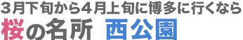 3月下旬から4月上旬に博多に行くなら 桜の名所 西公園