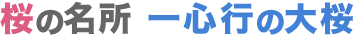 3月下旬から4月上旬に熊本に行くなら 桜の名所 一心行の大桜