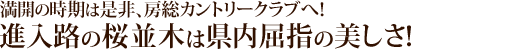 満開の時期は是非、房総カントリークラブへ！進入路の桜並木は県内屈指の美しさ！