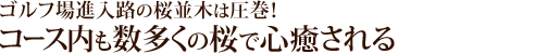 ゴルフ場進入路の桜並木は圧巻！コース内も数多くの桜で心癒される