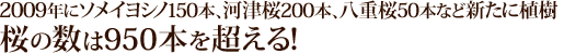 2009年にソメイヨシノ150本、河津桜200本、八重桜50本など新たに植樹桜の数は950本を超える！