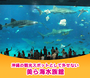 沖縄の観光スポットとして外せない「美ら海水族館」